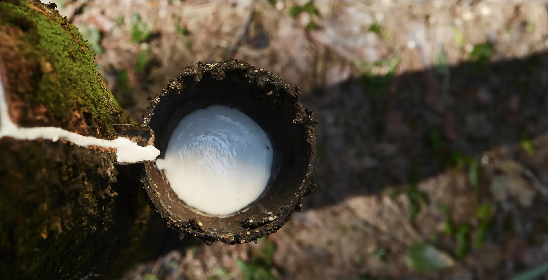 Natural rubber latex extraction